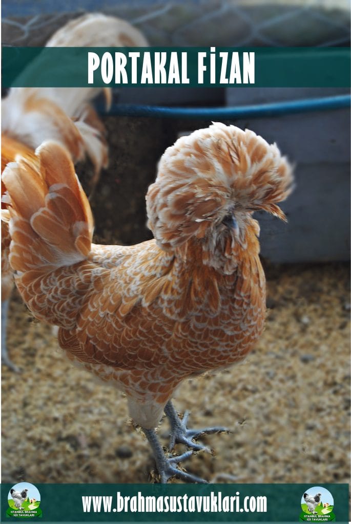 Portakal Fizan Tavuk Özellikleri
