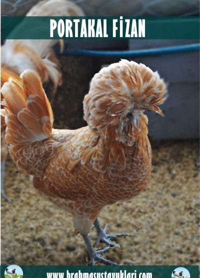 Portakal Fizan Kuluçkalık Yumurta