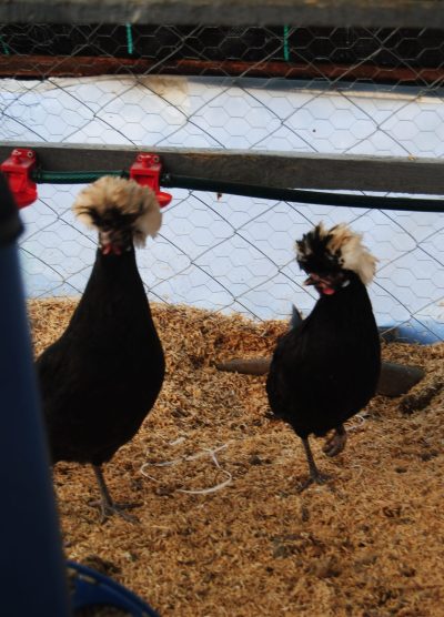 Rahibe Fizan Kuluçkalık Yumurta