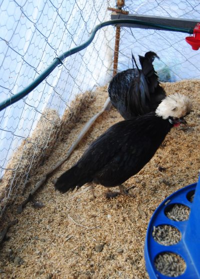 Rahibe Fizan Kuluçkalık Yumurta