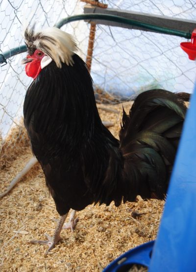 Rahibe Fizan Kuluçkalık Yumurta