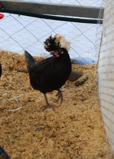 Rahibe Fizan Kuluçkalık Yumurta