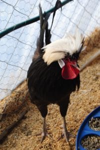 RAHİBE FİZAN KULUÇKALIK YUMURTA