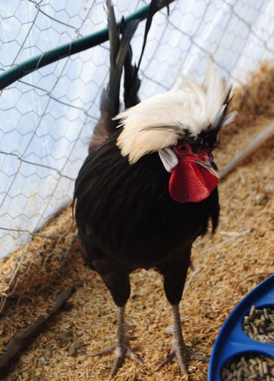 Rahibe Fizan Kuluçkalık Yumurta