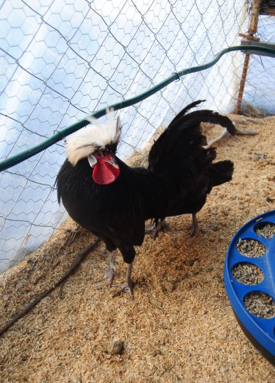 Rahibe Fizan Kuluçkalık Yumurta