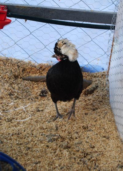 Rahibe Fizan Kuluçkalık Yumurta