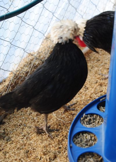 Rahibe Fizan Kuluçkalık Yumurta