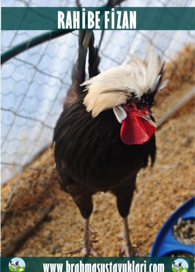 Rahibe Fizan Kuluçkalık Yumurta