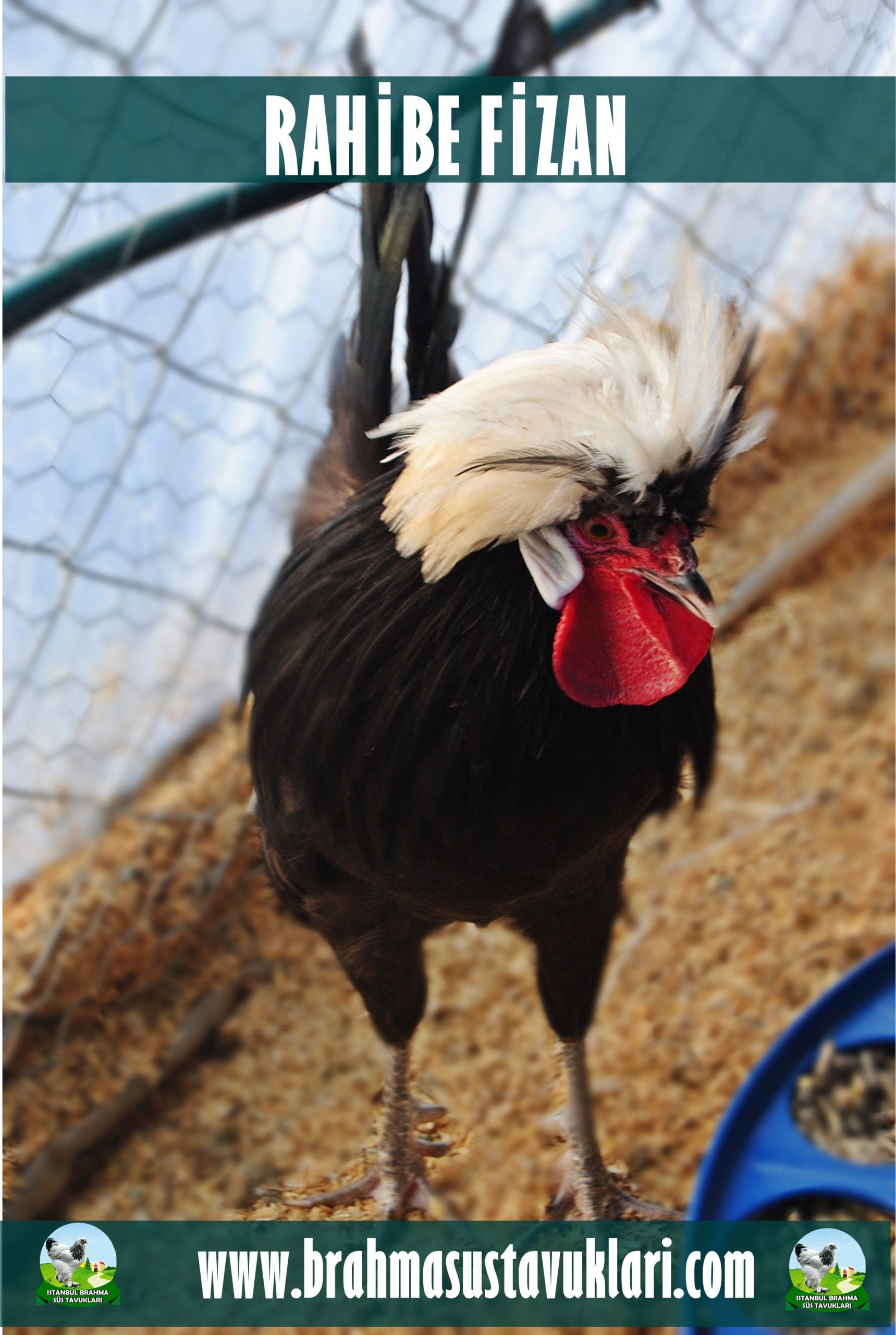 Rahibe Fizan Kuluçkalık Yumurta