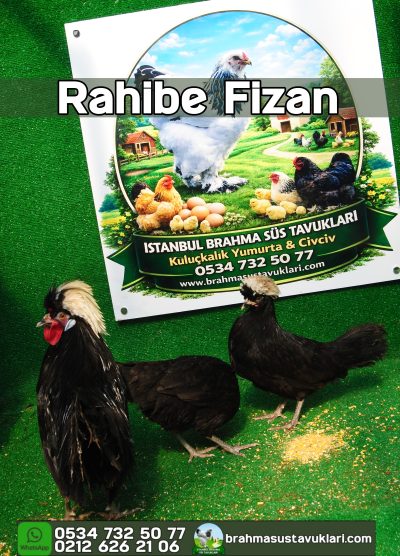 Rahibe Fizan Kuluçkalık Yumurta