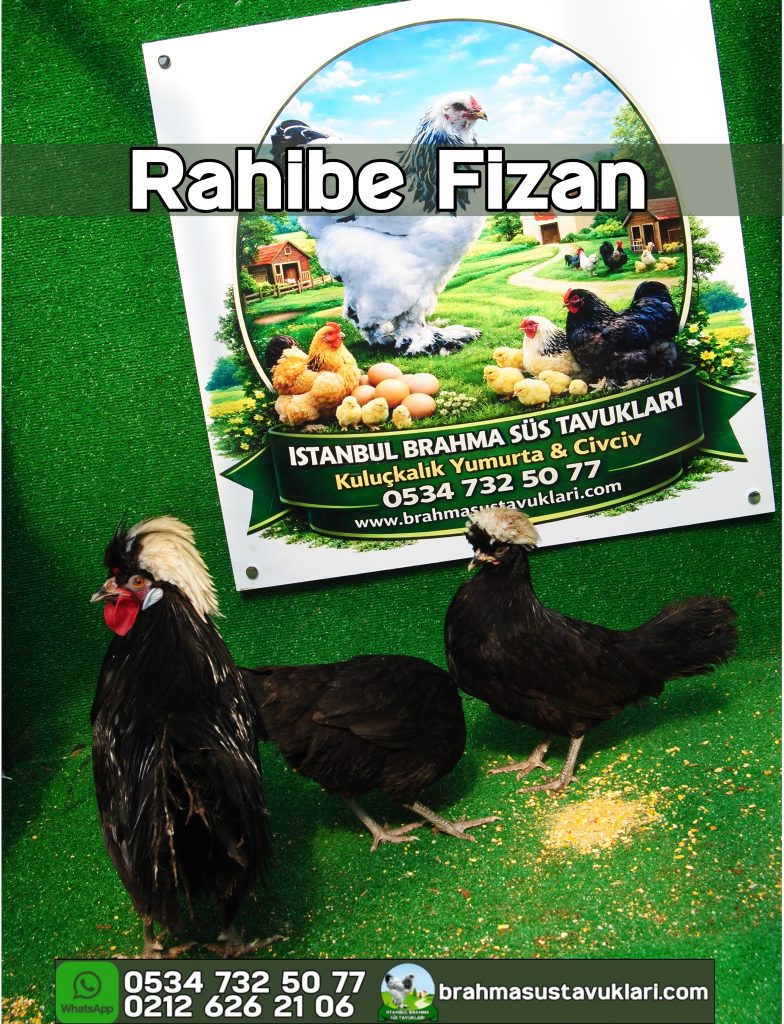 Rahibe Fizan Tavuk Özellikleri