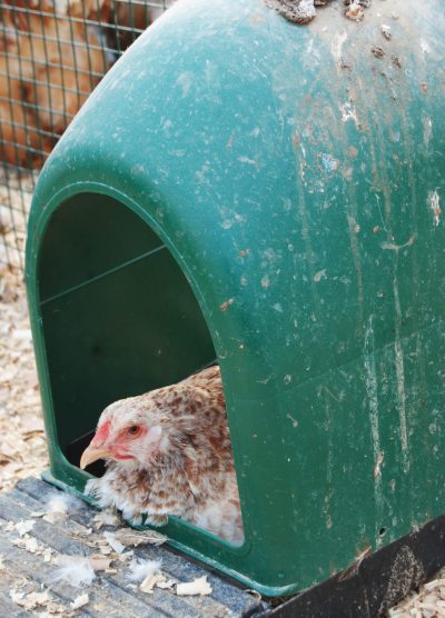 Salmon Brahma Kuluçkalık Yumurta