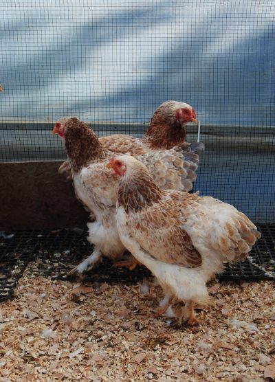 Salmon Brahma Kuluçkalık Yumurta