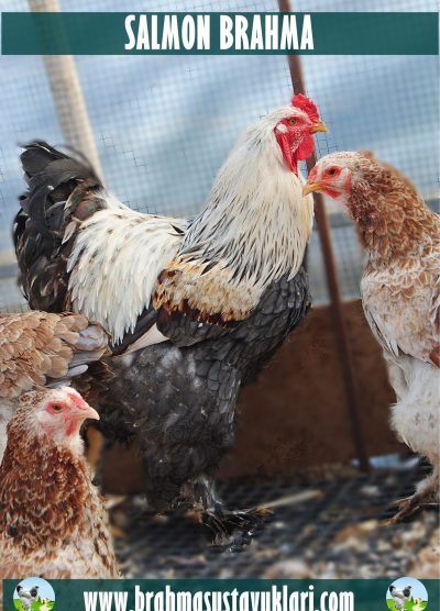 Salmon Brahma Kuluçkalık Yumurta