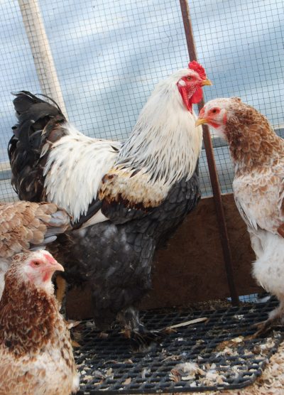 Salmon Brahma Kuluçkalık Yumurta