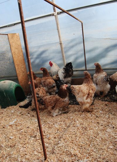 Salmon Brahma Kuluçkalık Yumurta