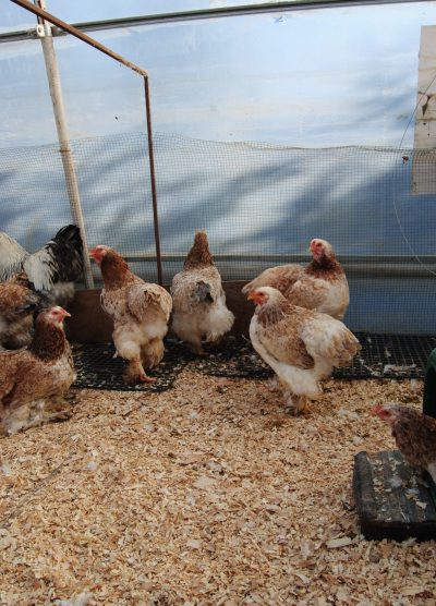 Salmon Brahma Kuluçkalık Yumurta