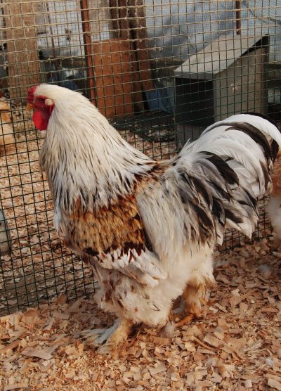 Salmon Brahma Kuluçkalık Yumurta