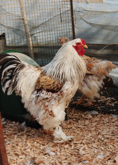 Salmon Brahma Kuluçkalık Yumurta