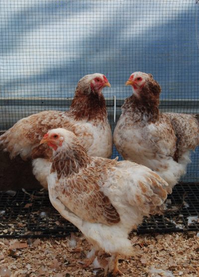 Salmon Brahma Kuluçkalık Yumurta