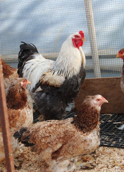 Salmon Brahma Kuluçkalık Yumurta