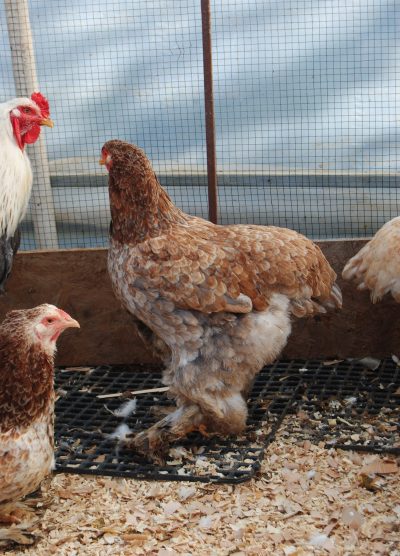 Salmon Brahma Kuluçkalık Yumurta