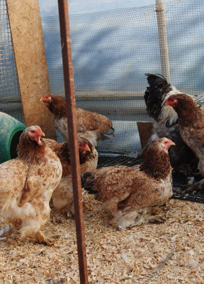 Salmon Brahma Kuluçkalık Yumurta