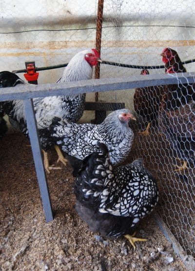 Silver Wyandotte Kuluçkalık Yumurta