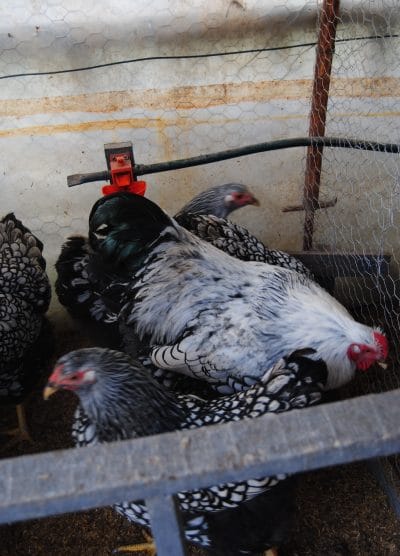 Silver Wyandotte Kuluçkalık Yumurta