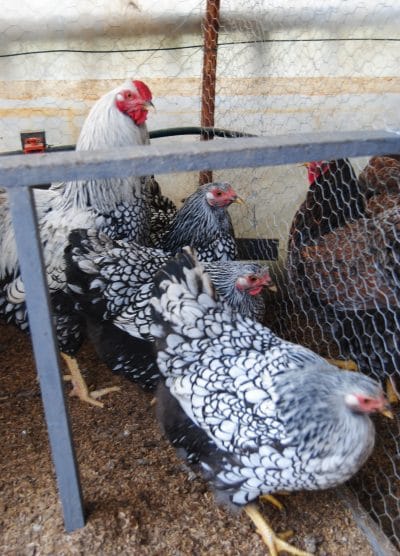 Silver Wyandotte Kuluçkalık Yumurta