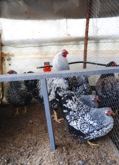 Silver Wyandotte Kuluçkalık Yumurta