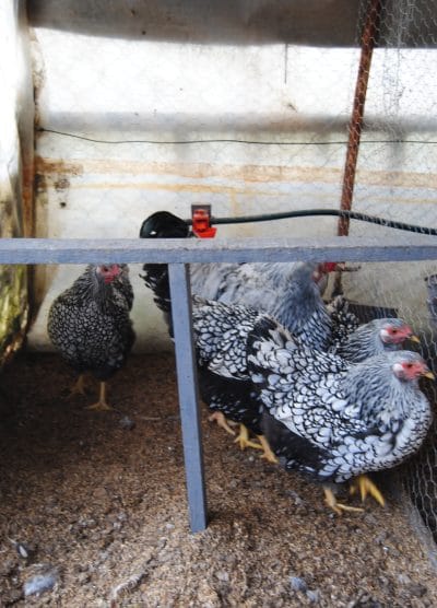 Silver Wyandotte Kuluçkalık Yumurta