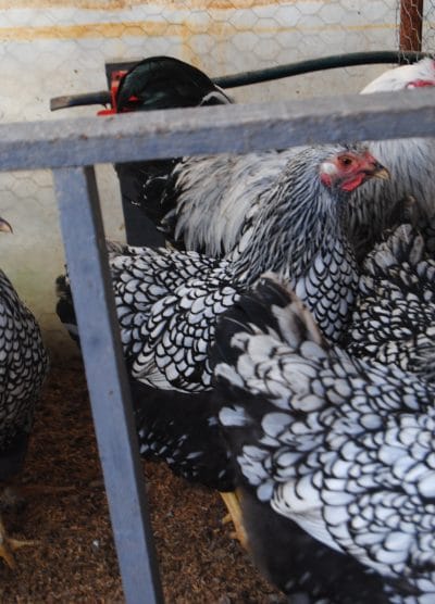 Silver Wyandotte Kuluçkalık Yumurta