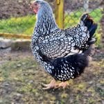 Silver Wyandotte Kuluçkalık Yumurta