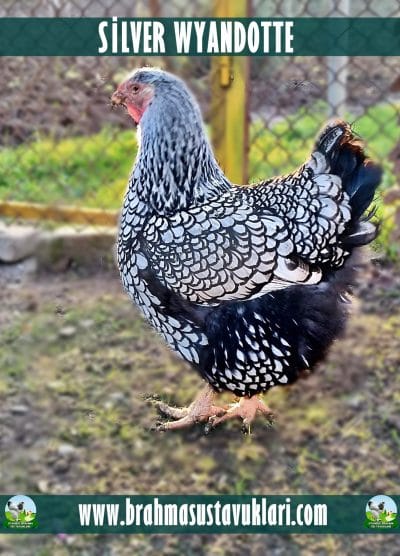 Silver Wyandotte Kuluçkalık Yumurta