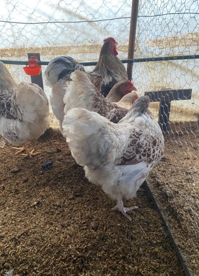 Splash Wyandotte Kuluçkalık Yumurta