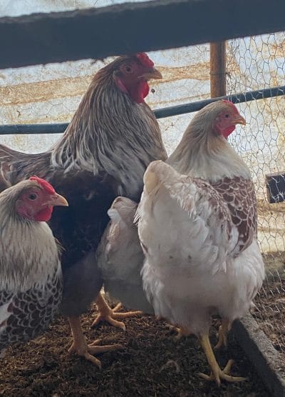 Splash Wyandotte Kuluçkalık Yumurta