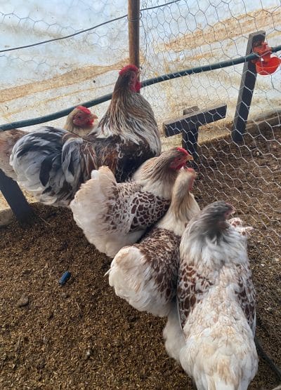 Splash Wyandotte Kuluçkalık Yumurta