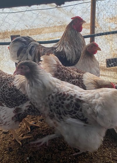 Splash Wyandotte Kuluçkalık Yumurta