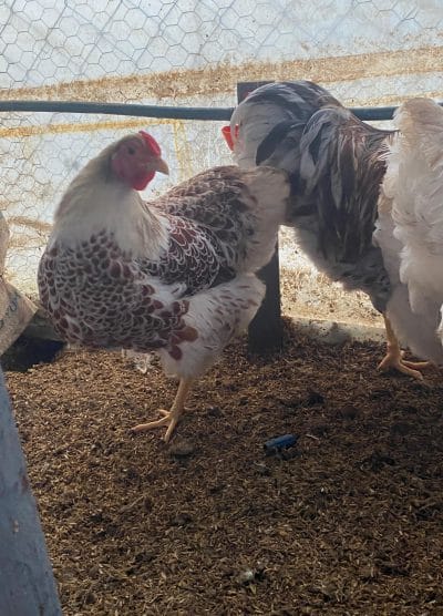 Splash Wyandotte Kuluçkalık Yumurta