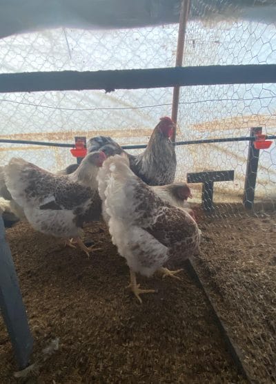 Splash Wyandotte Kuluçkalık Yumurta