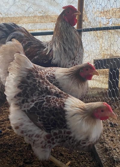 Splash Wyandotte Kuluçkalık Yumurta