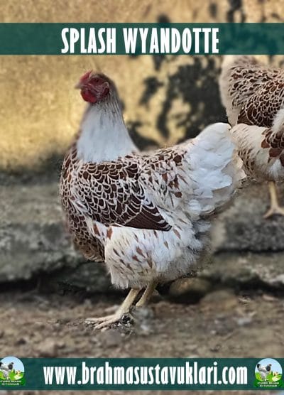 Splash Wyandotte Kuluçkalık Yumurta