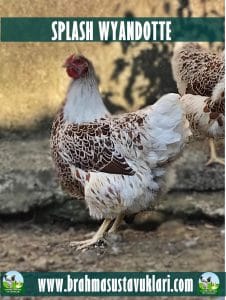 SPLASH WYANDOTTE KULUÇKALIK YUMURTA