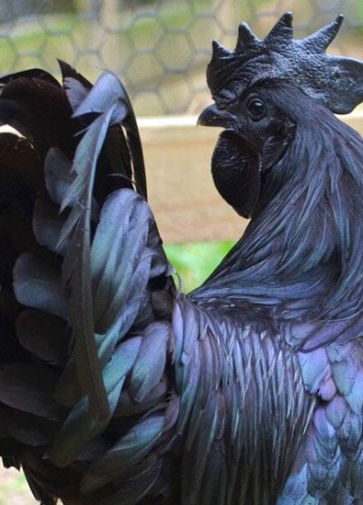 Ayem cemani civciv , ayem cemani horoz , ayem cemani , siyah etli tavuk, ayem cemani horoz