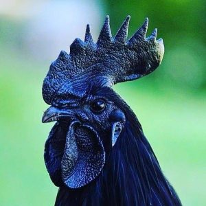 Ayem cemani civciv , ayem cemani horoz , ayem cemani , siyah etli tavuk, ayem cemani horoz