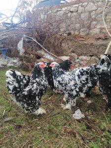 Black Moddlet Brahma Kuluçkalık Yumurta