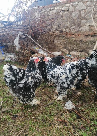 Black Moddlet Brahma Kuluçkalık Yumurta