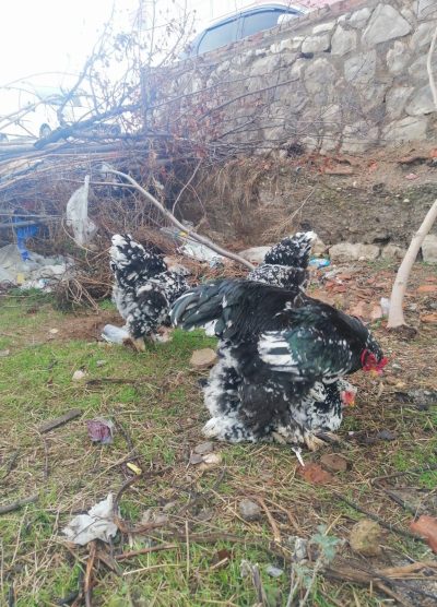 Black Modled Brahma Kuluçkalık Yumurta