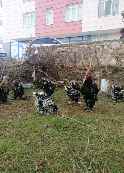 Black Modled Brahma Kuluçkalık Yumurta